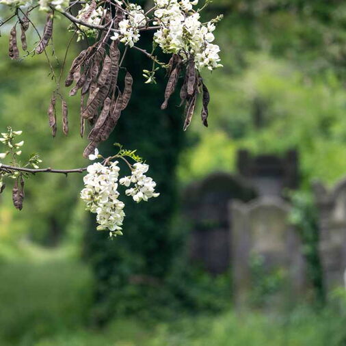 Friedhof unter Bäumen